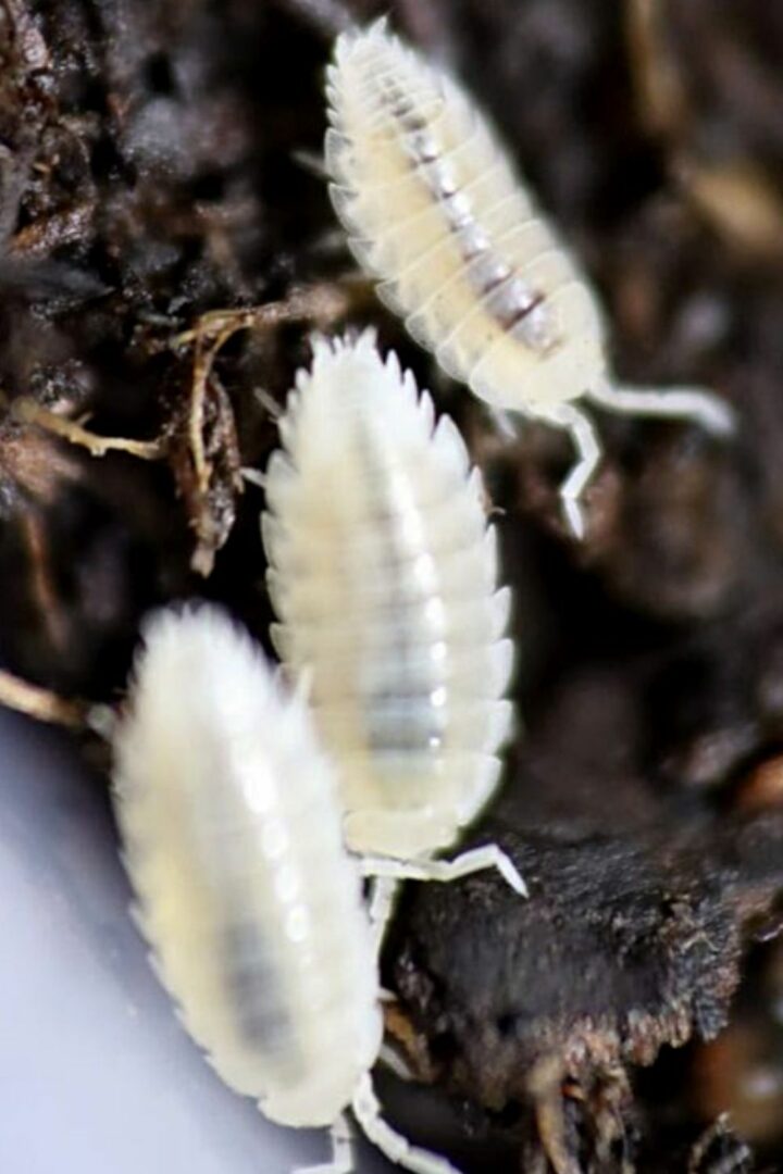 Dwarf White Isopods Care Guide — #1 Best Care Guide – animalfoodplanet