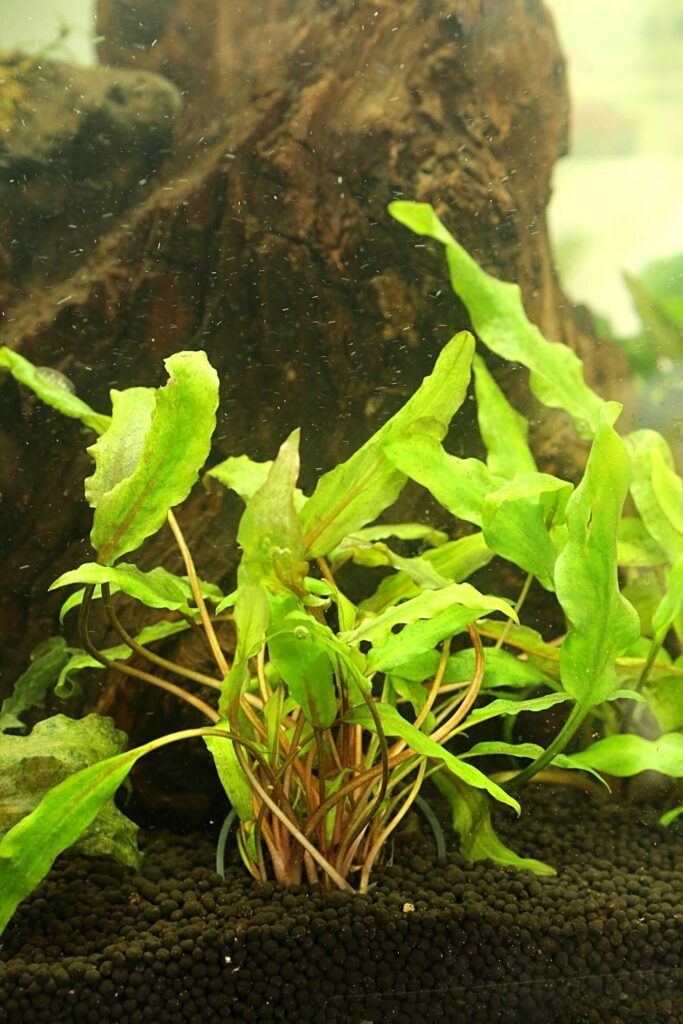 40 Best Plants For Betta Fish - Best Guide [2022]