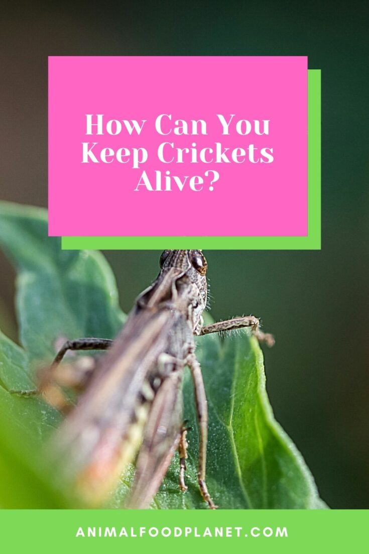 How Do You Keep Crickets Alive? 5 Expert Tips!