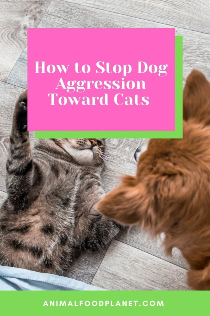 5 Helpful Methods How To Stop Dog Aggression Toward Cats