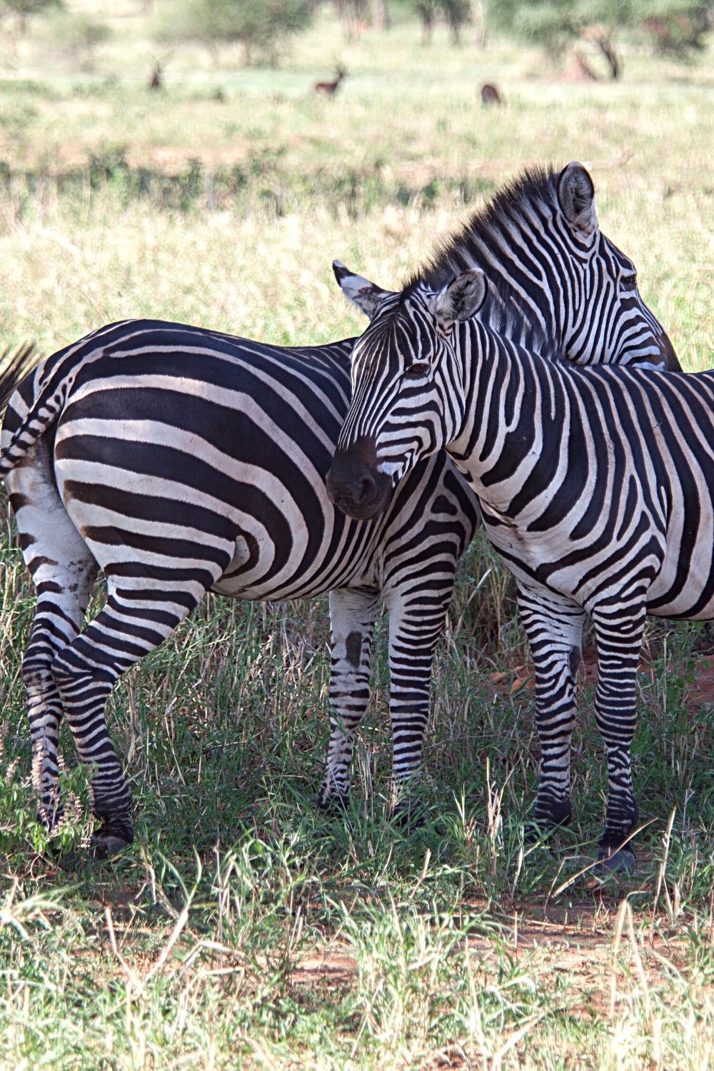 Keeping predators at bay is another reason why zebras attack their newborns