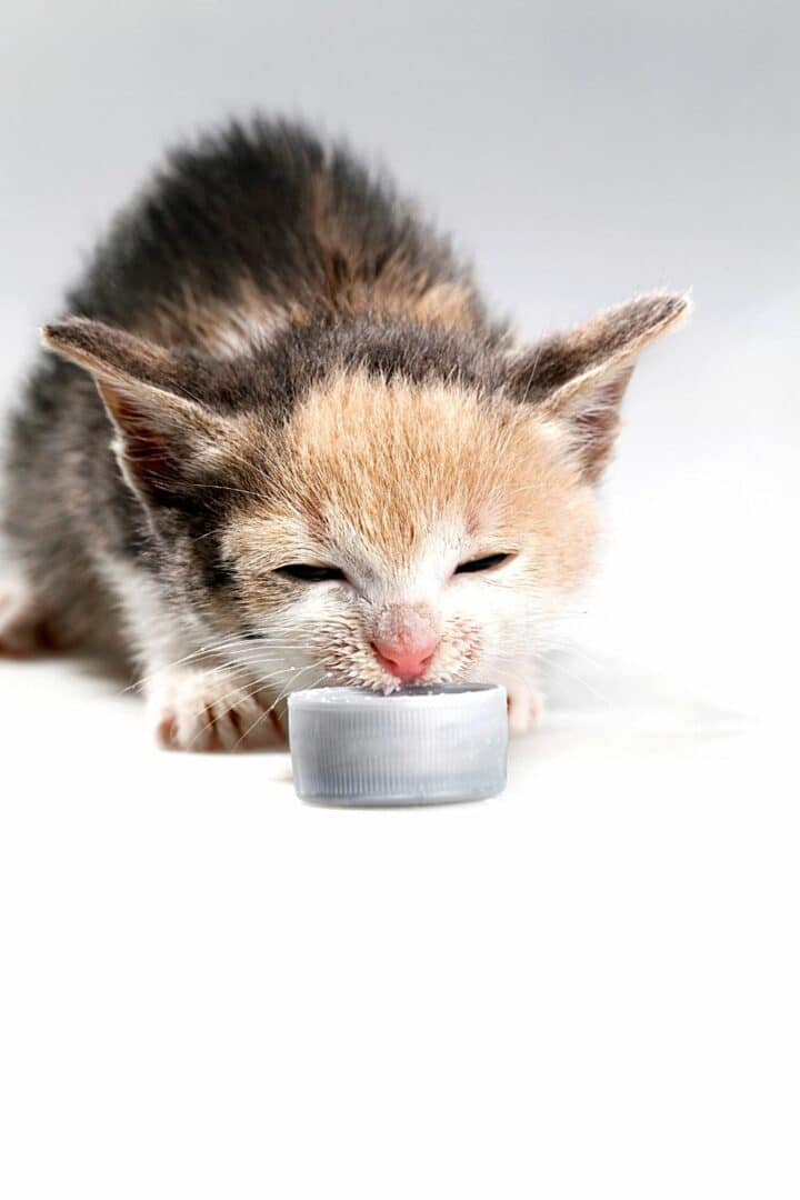 Why Do Cats Like Milk? 5 Reasons Fur Parents Should Know – Animalfoodplanet