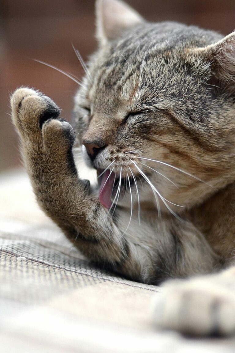 Why Do Cats Smell Good? 5 Amazing Reasons