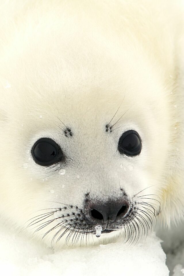 Why Are Seals So Cute? 8 Best Reasons