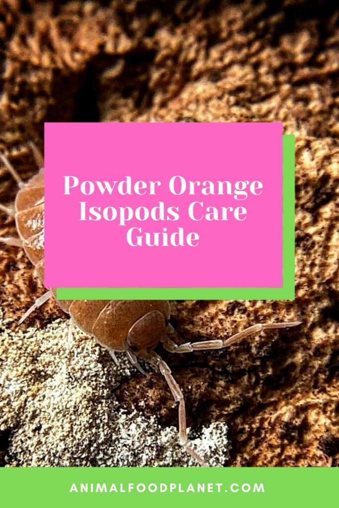 Powder Orange Isopods Care Guide — 1 Best Guide