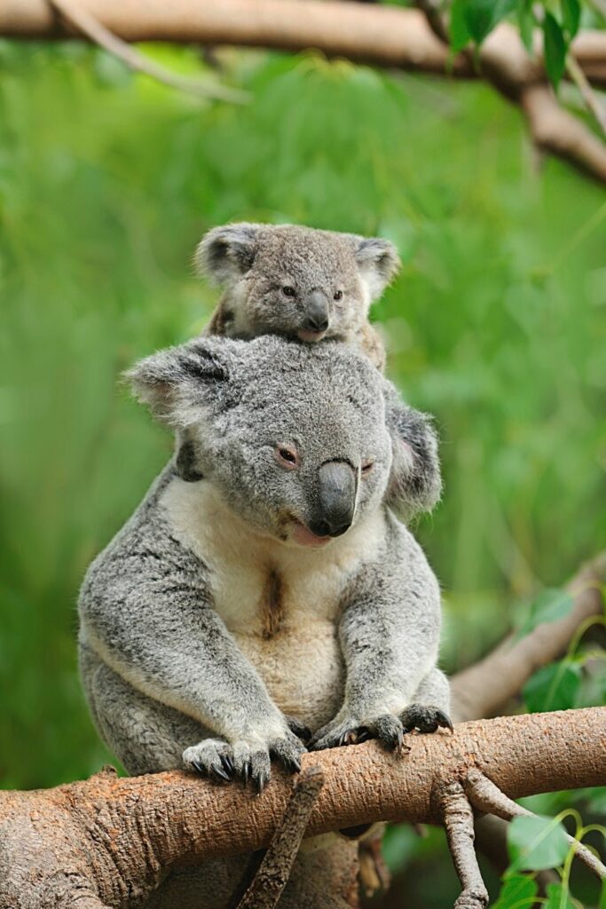 Are Koalas Dangerous? 3 Reasons Why They Get Aggresive! – animalfoodplanet