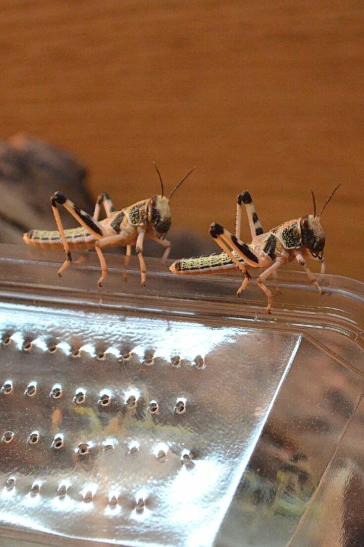 How Do You Keep Crickets Alive? 5 Expert Tips!