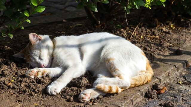 Where Do Outside Cats Sleep? Mystery Unlocked! – animalfoodplanet