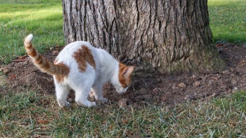 Why Do Cats Cover Their Food? Mystery Solved!