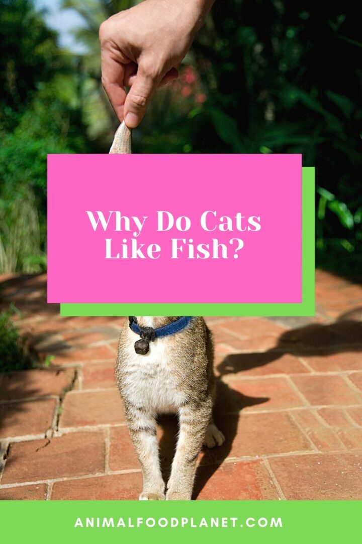 Why Do Cats Like Fish? 3 Interesting Reasons