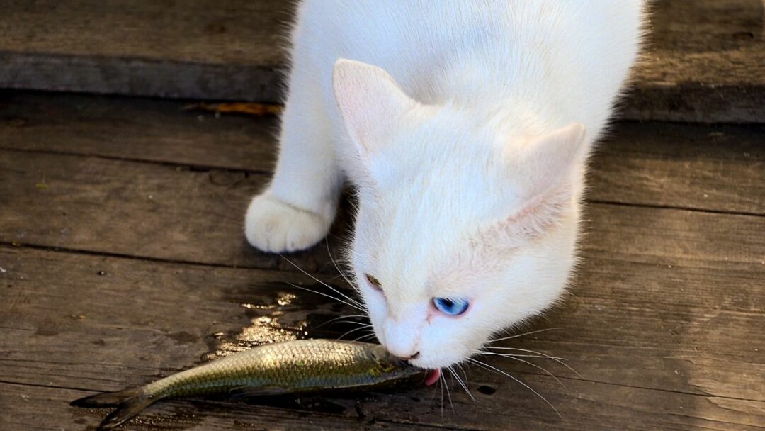 why-do-cats-like-fish-3-interesting-reasons