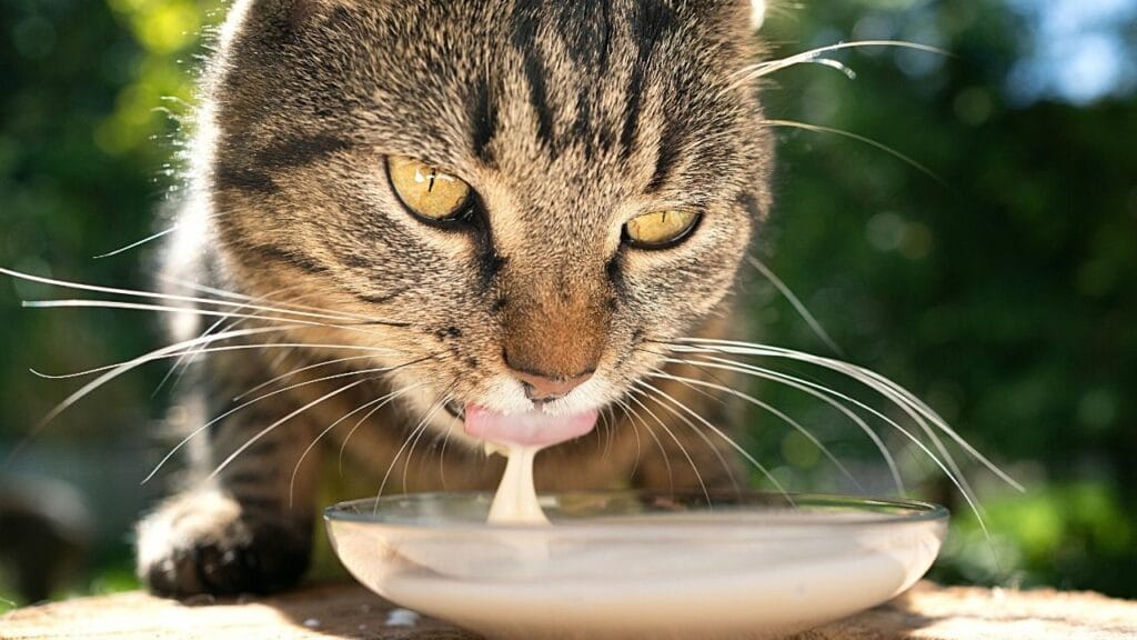 Why Do Cats Like Milk? 5 Reasons Fur Parents Should Know – Animalfoodplanet