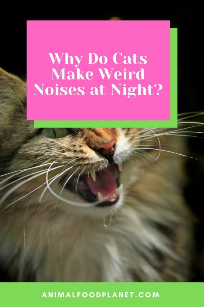 Why Do Cats Make Weird Noises at Night? 6 Curious Reasons