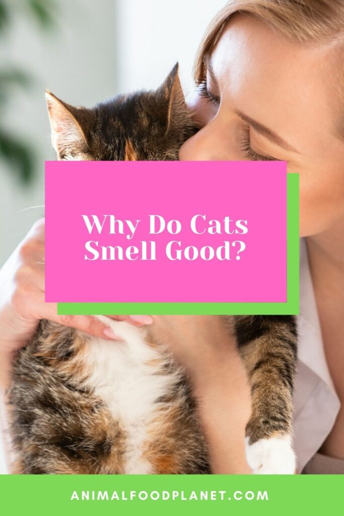 Why Do Cats Smell Good? 5 Amazing Reasons