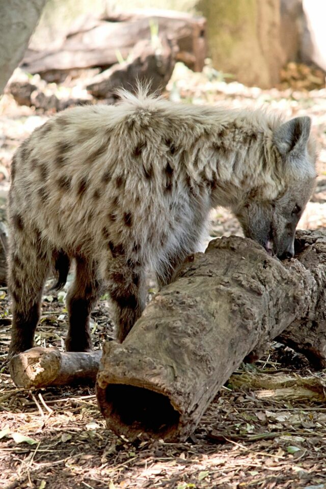 What Do Hyenas Eat? #1 Best Answer