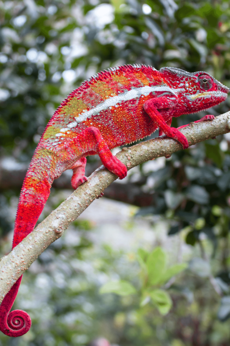 How Much Does A Chameleon Cost? #1 Best Fact