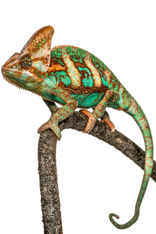 How Much Does A Chameleon Cost? #1 Best Fact