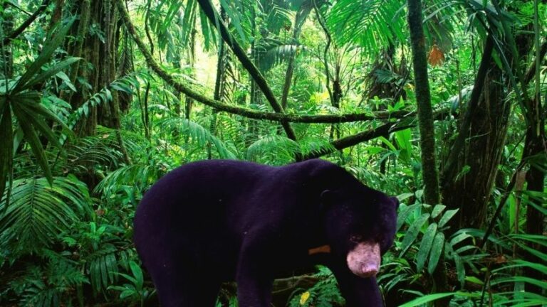 are-there-bears-in-the-jungle-1-best-answer