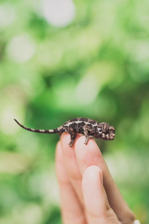 How Much Does A Chameleon Cost? #1 Best Fact