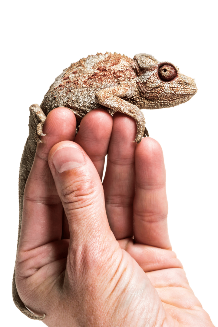 How Much Does A Chameleon Cost? #1 Best Fact