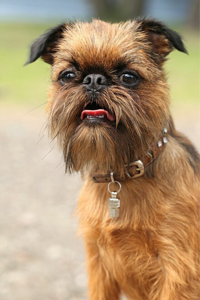 Which Breeds Of Dogs Look Like The Ewoks From Star Wars? – animalfoodplanet