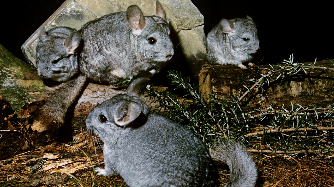 do chinchillas pee