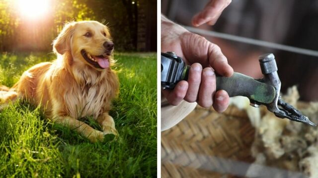 Can you Shear a Golden Retriever with Sheep Shears? Wow!