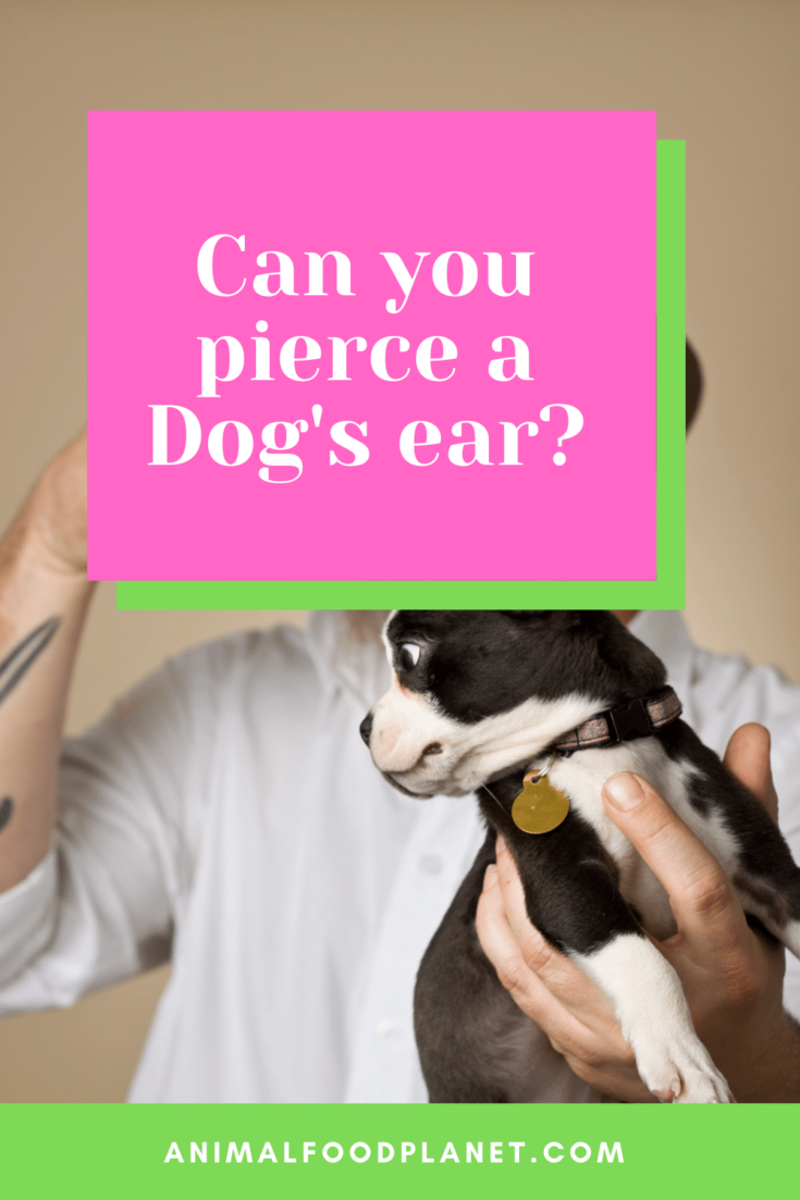 Can You Pierce A Dog's Ear? #1 Best Answer