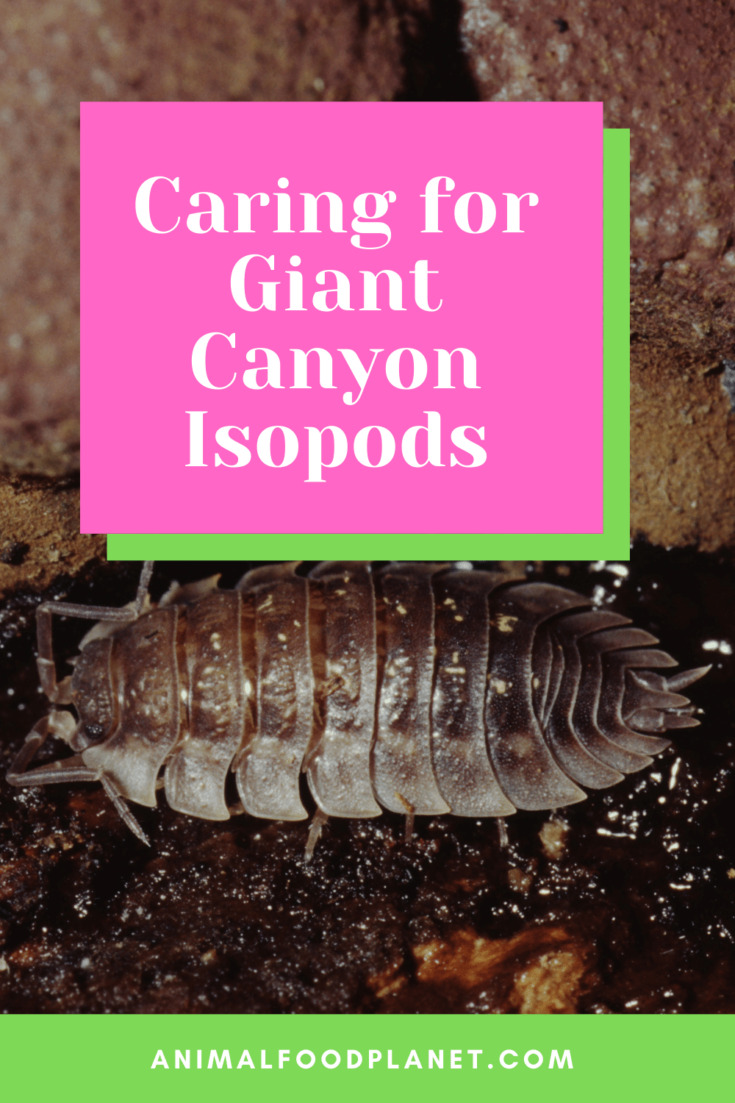 Giant Canyon Isopod Care - The #1 Best Guide