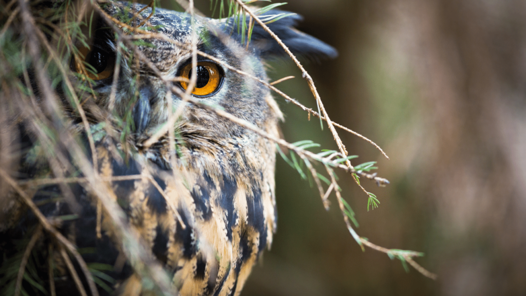 Owl Animalfoodplanet