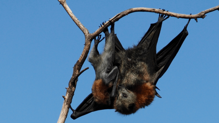 Do Bats Have Tails? #1 Truth Revealed – animalfoodplanet