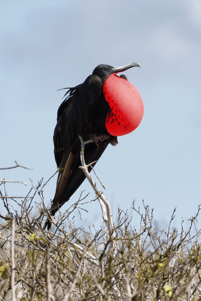 Are There Featherless Birds? The #1 Best Answer – animalfoodplanet