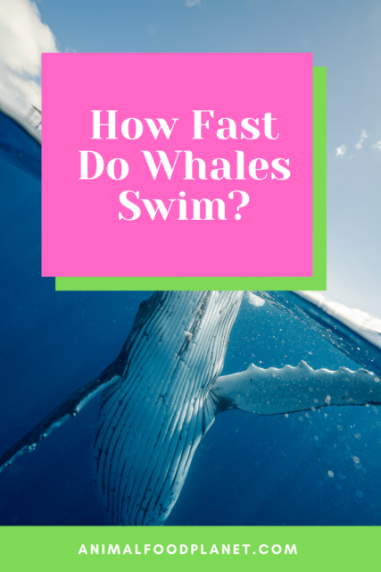 How Fast Do Whales Swim? #1 Best Answer