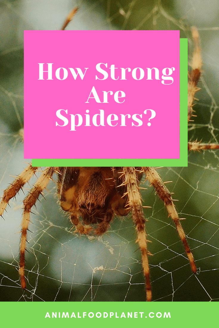 How Strong Are Spiders? Wow, Mighty Strong Indeed!