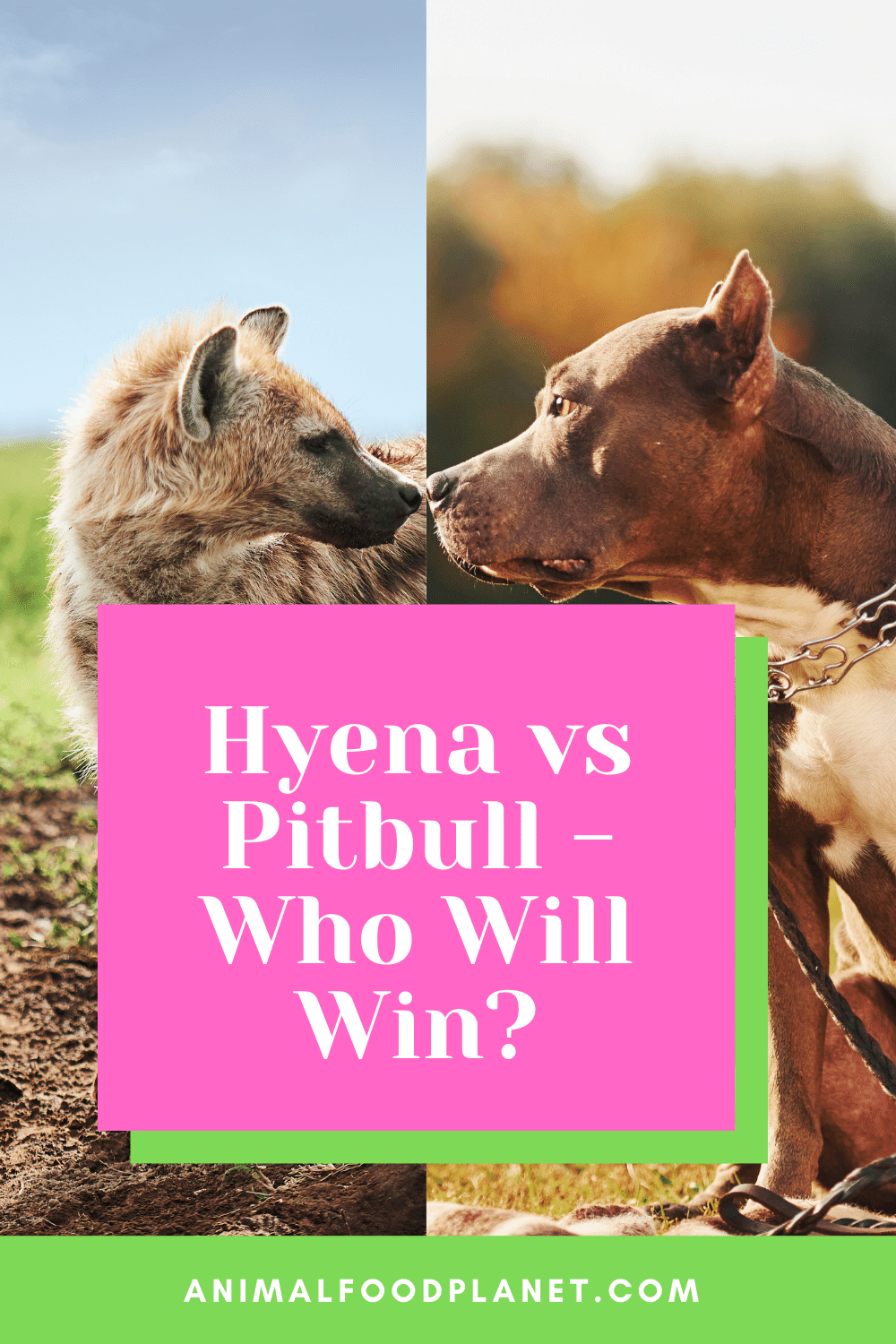 hyena fights pitbull