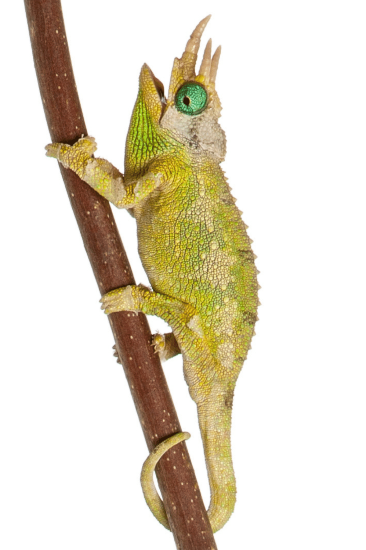 How Much Does A Chameleon Cost? #1 Best Fact