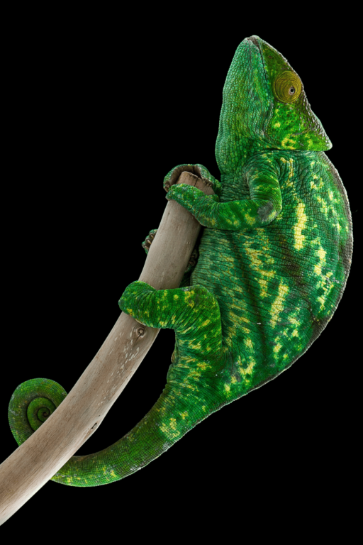 How Much Does A Chameleon Cost? #1 Best Fact