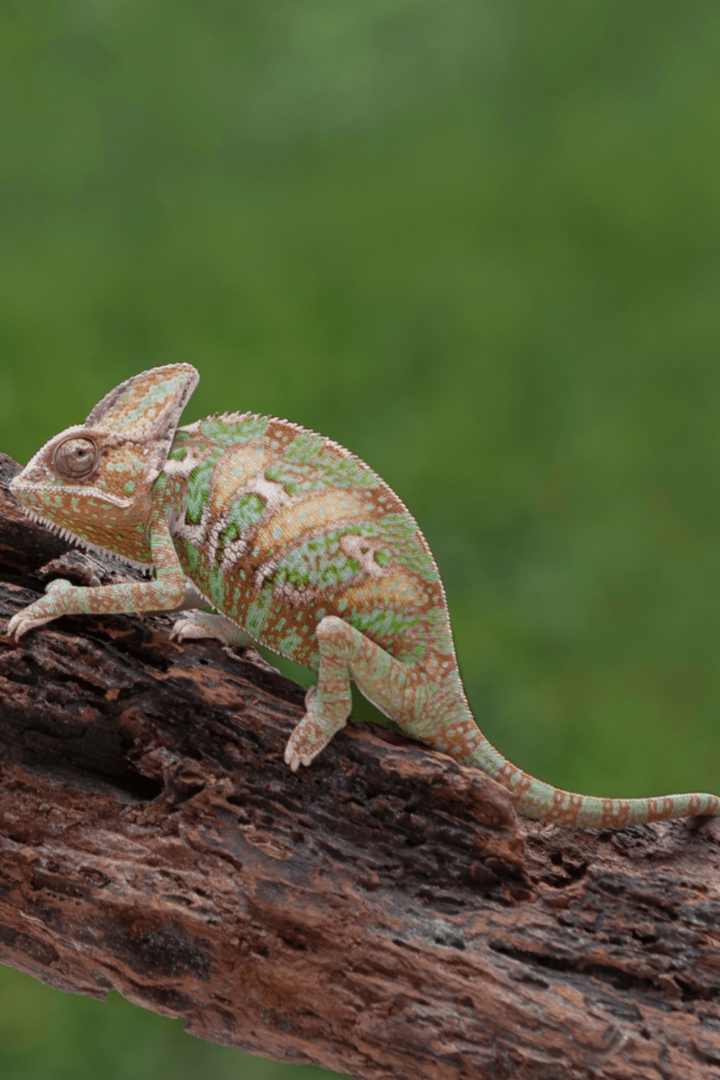 How Much Does A Chameleon Cost? #1 Best Fact