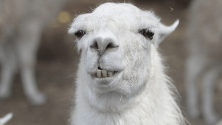 What are the Frills in a Llama’s Eyes? #1 Best Answer – animalfoodplanet