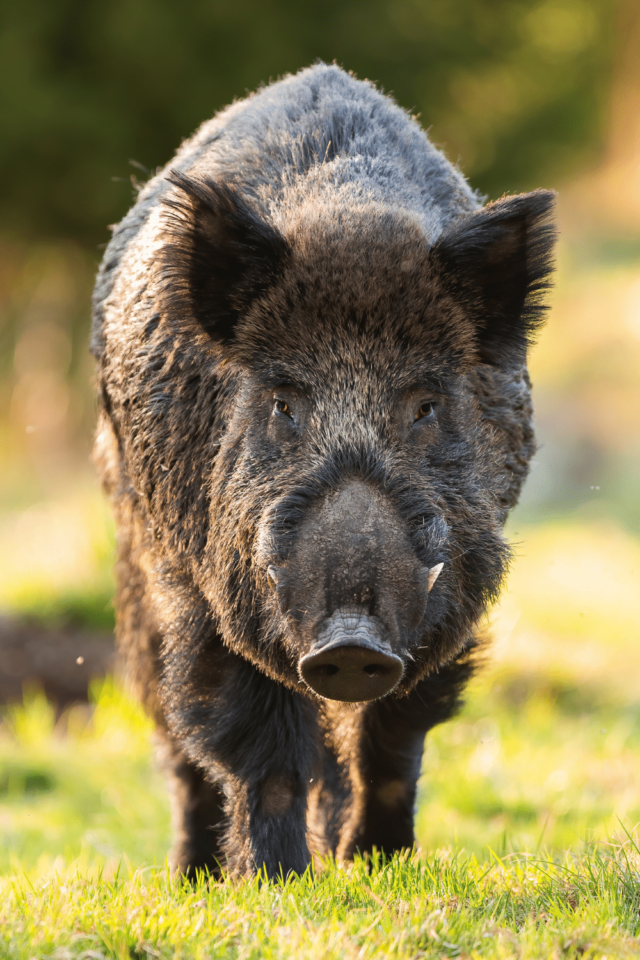 are-wild-boars-dangerous-3-essential-reasons-to-know