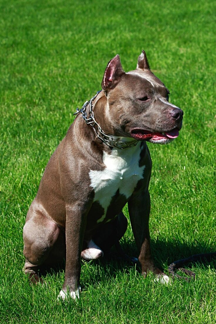 Why Do Many Owners Dock Their Pit Bull's Tail? 3 Reasons