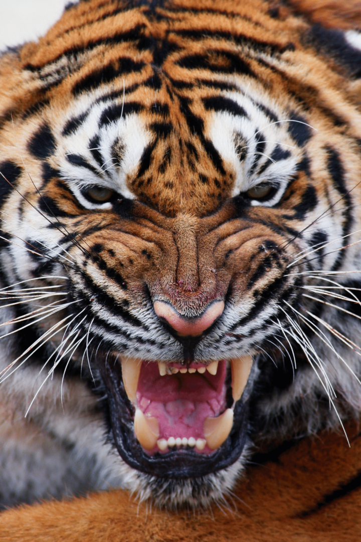 Who Would Win In A Fight, A Tiger Or A Cougar? #1 Best Facts ...