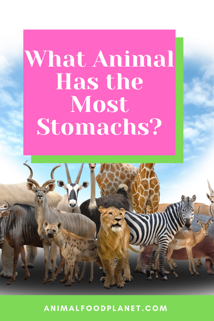 What Animal Has the Most Stomachs? #1 Best Answer