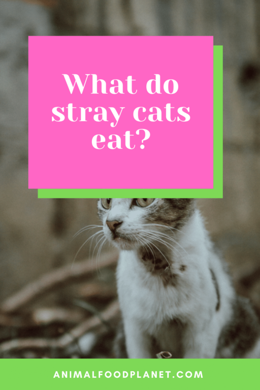 What Do Stray Cats Eat? 4 Surprising Things You Need To Know