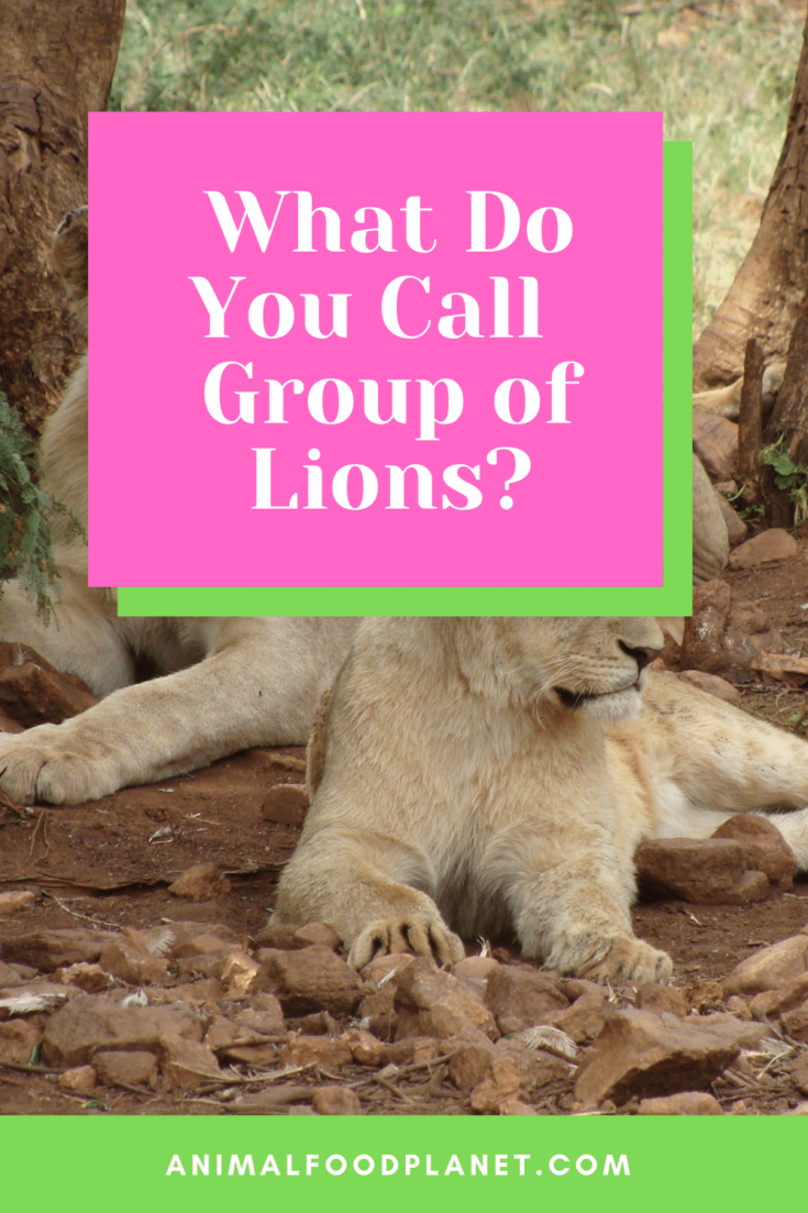 what-do-you-call-a-group-of-lions-1-best-answer