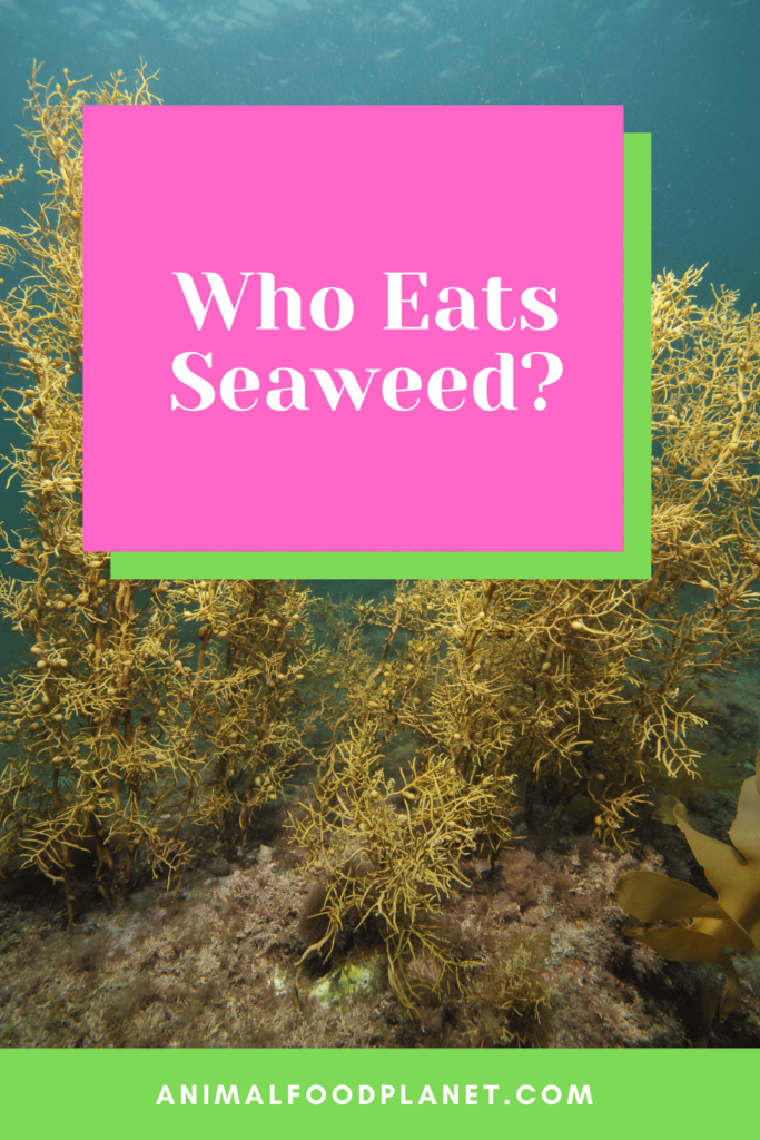 Who Eats Seaweed? 6 Very Special Animals