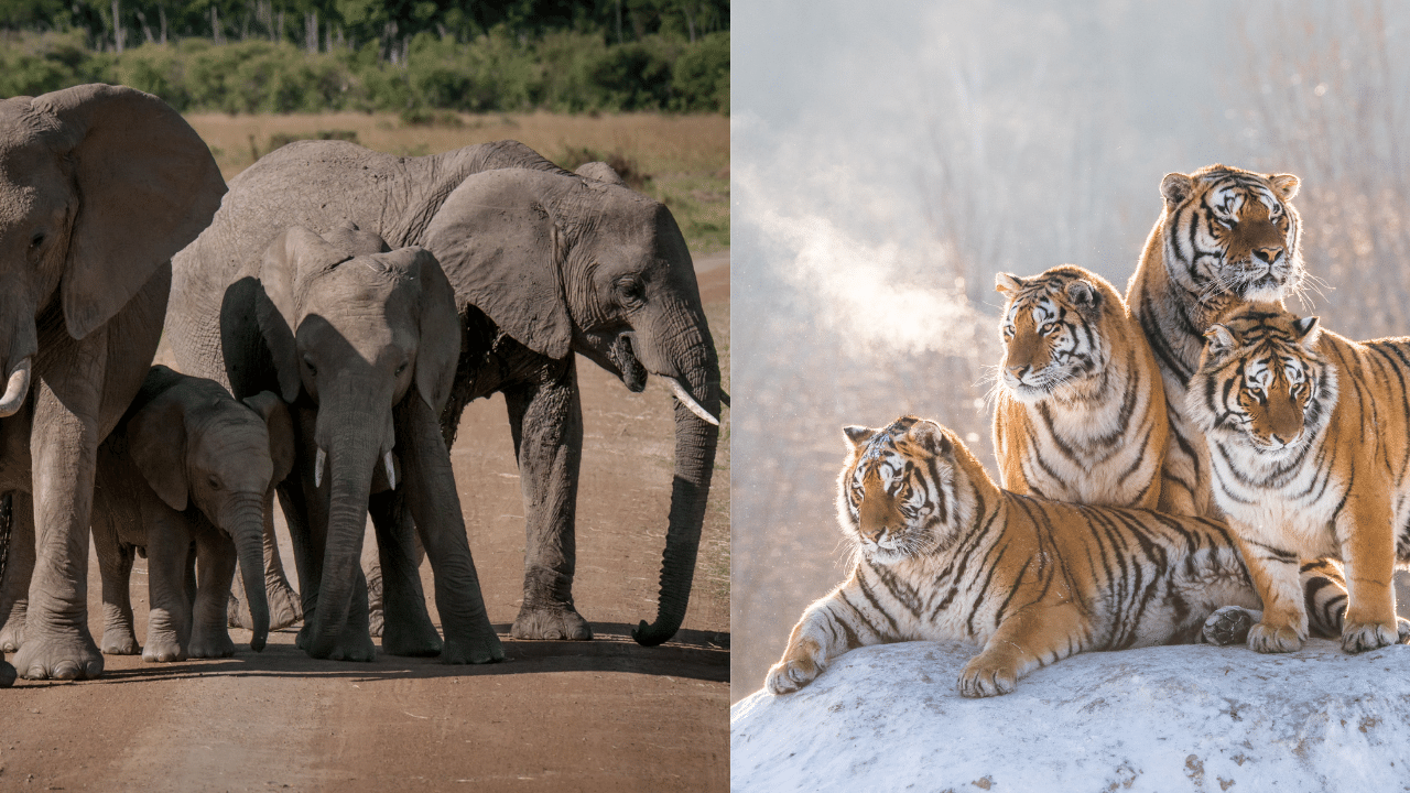 elephant tiger fight