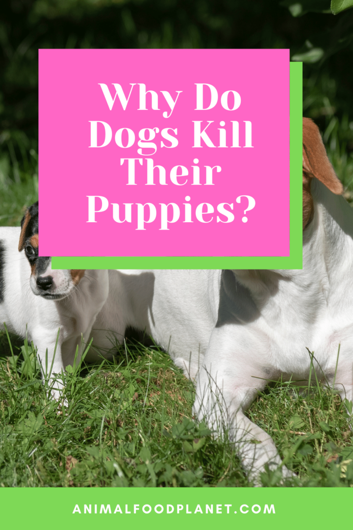 why-do-dogs-kill-their-puppies-4-reasons