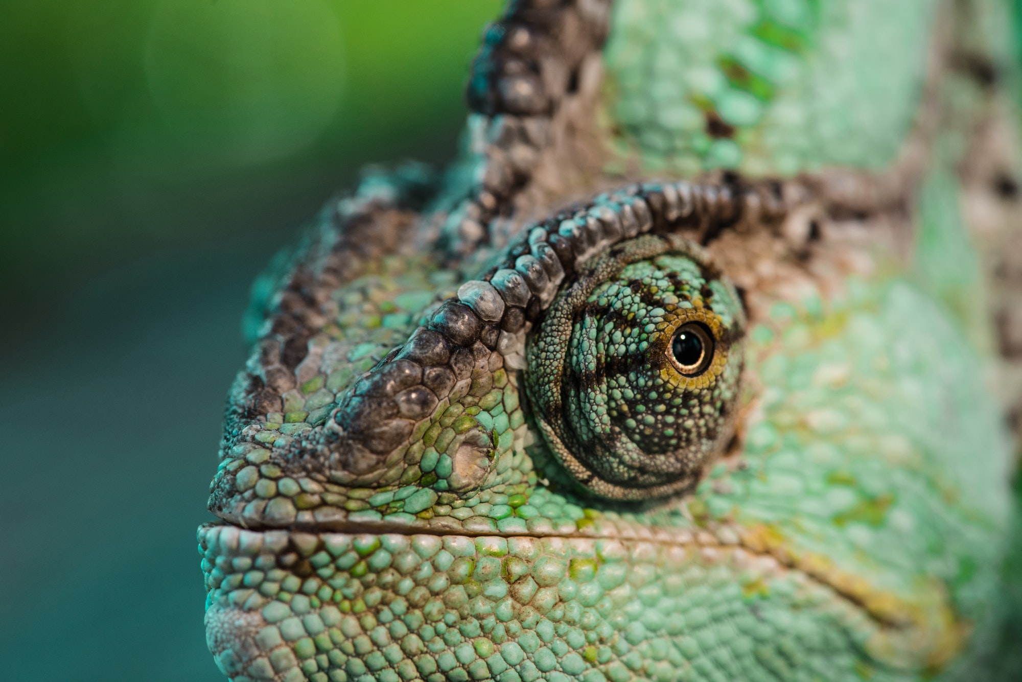 How Much Does A Chameleon Cost? #1 Best Fact