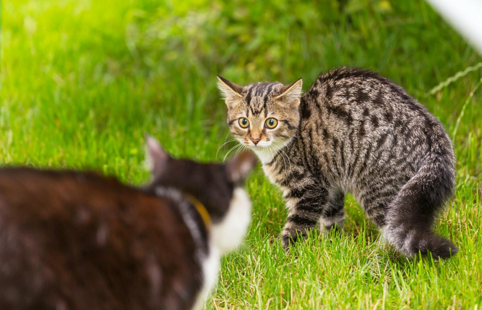 3 Best Reasons Why Cats Groom Each Other and then Bite – animalfoodplanet